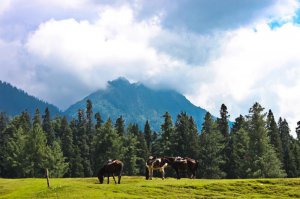 Pahalgam Tourism Tour Packages