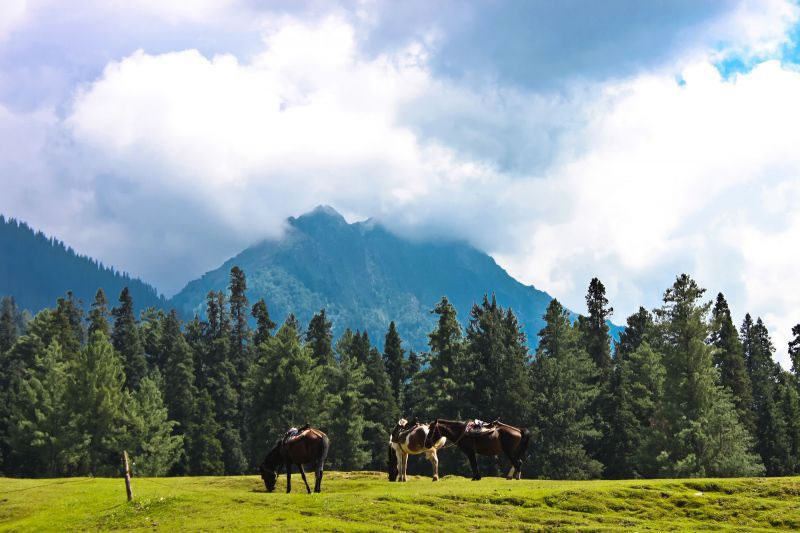 Pahalgam Tourism Pahalgam Tour  Packages