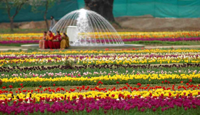 Kashmir Tulip Garden Tour Packages Special Tulip Festival Tour In 2021